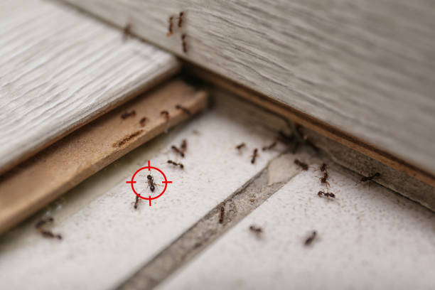 Best Mosquito Control Services  in Clermont, GA