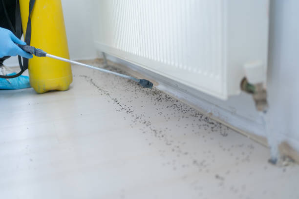 Best Rat Extermination Near Me  in Clermont, GA